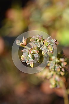 Highbush blueberryÂ Flamingo